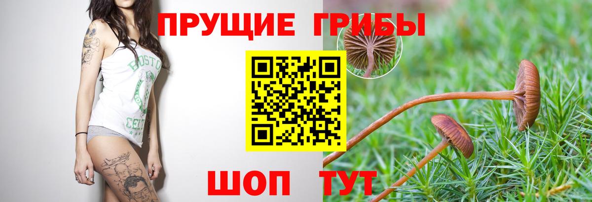 Галлюциногенные грибы GOLDEN TEACHER  Вход с VPN  Галлюциногенные грибы Psilocybe  Таганрог 